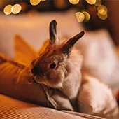 Вторая прививка кролика