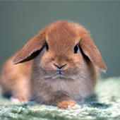 Ежегодная вакцинация кролика