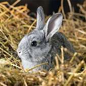 Чем кормить домашнего кролика