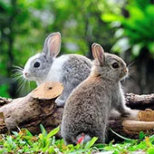 Содержание декоративного кролика