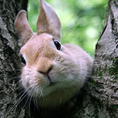 Стачивание зубов у домашнего кролика