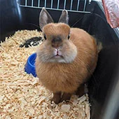 Клетка для домашнего кролика