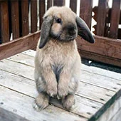 Выгул декоративного кролика