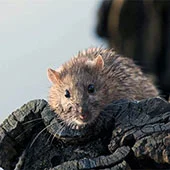 История крыс