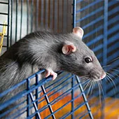 Клетка для крыс