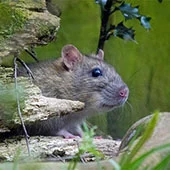 Крысам нужно стачивать зубы