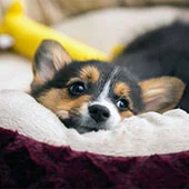 Ежегодная вакцинация собак и котов