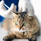 после прививки