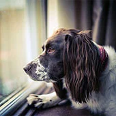 не мыть и не выгуливать после прививки