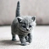 Глистогонка собак и котов перед прививкой