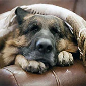 шишка в месте прививки