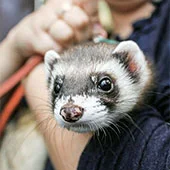 Домашние хорьки