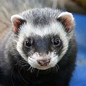 Хорьки в домашних условиях