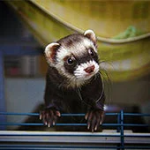 Сколько живут хорьки