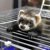 Уход и содержание хорьков