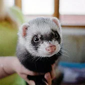 Клетка для хорьков