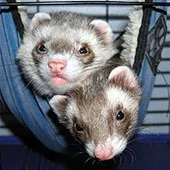 Чем кормить хорька