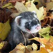 Выгул хорька