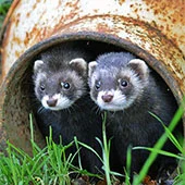 Питание хорька