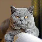 Британские кошки