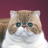 Экзотические кошки