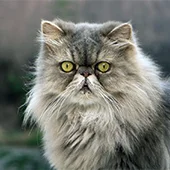 Персидские кошки