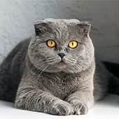 Шотландские кошки