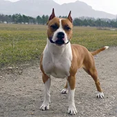 купирование ушей американского стаффа