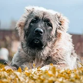 купирование ушей овчарки