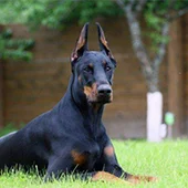 купирование ушей добермана и цвергпинчера