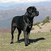 купирование ушей кане корсо