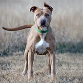 купирование ушей питбулю