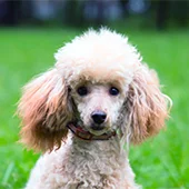 купирование хвоста пуделю