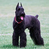 купирование ушей шнауцера