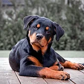 купирование хвоста ротвейлеру