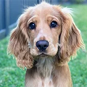 купирование хвоста спаниелю