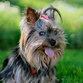 купирование хвоста терьеру