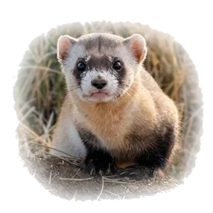 Вакцинация хорьков