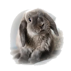 Вакцинация декоративных кроликов