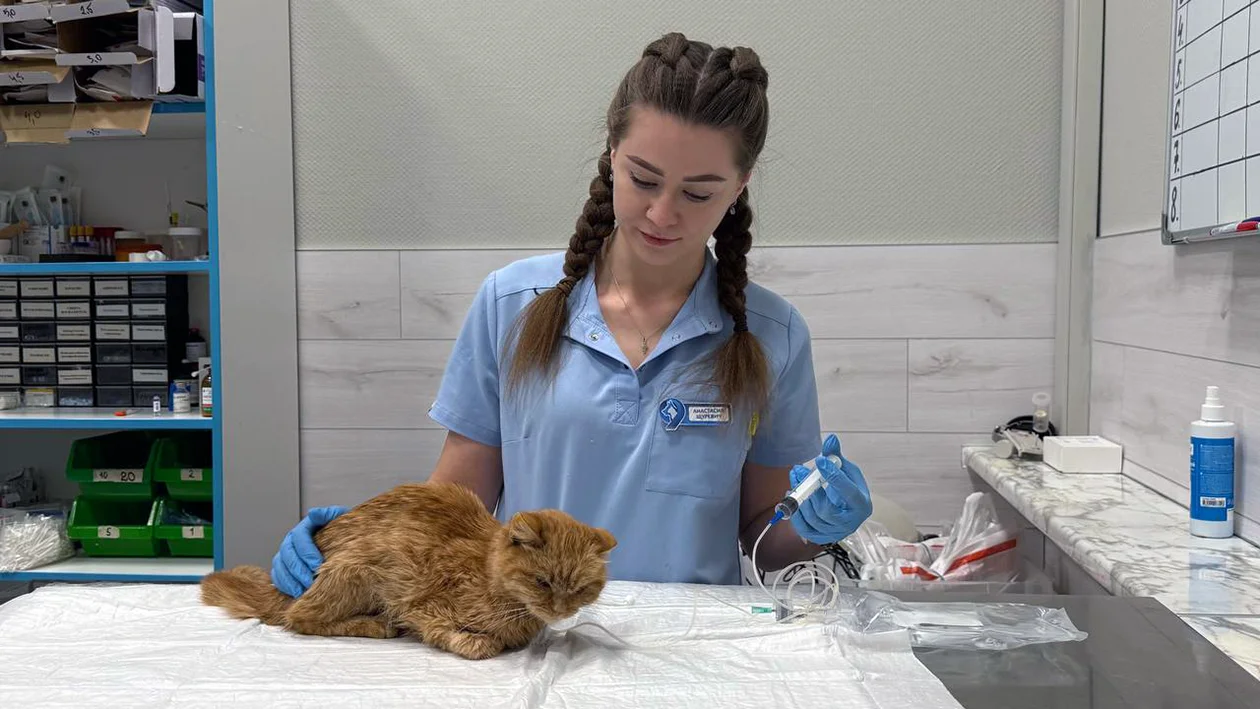 Работа ассистентом ветеринарного врача