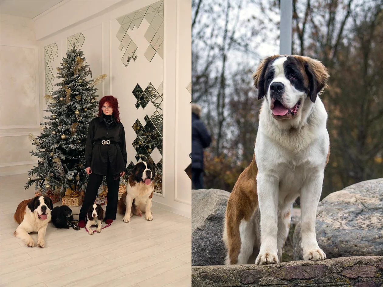 Донорство для животных