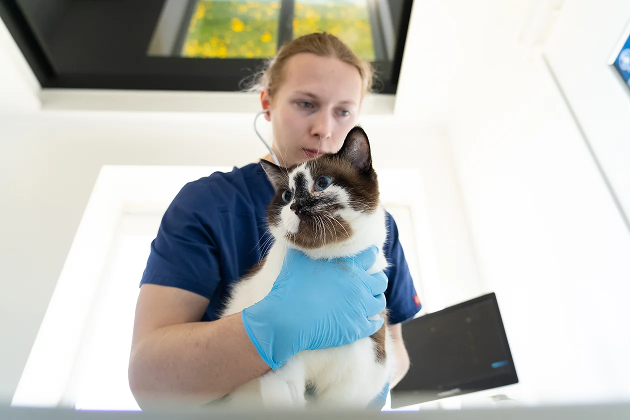 Инфекционный стационар для животных