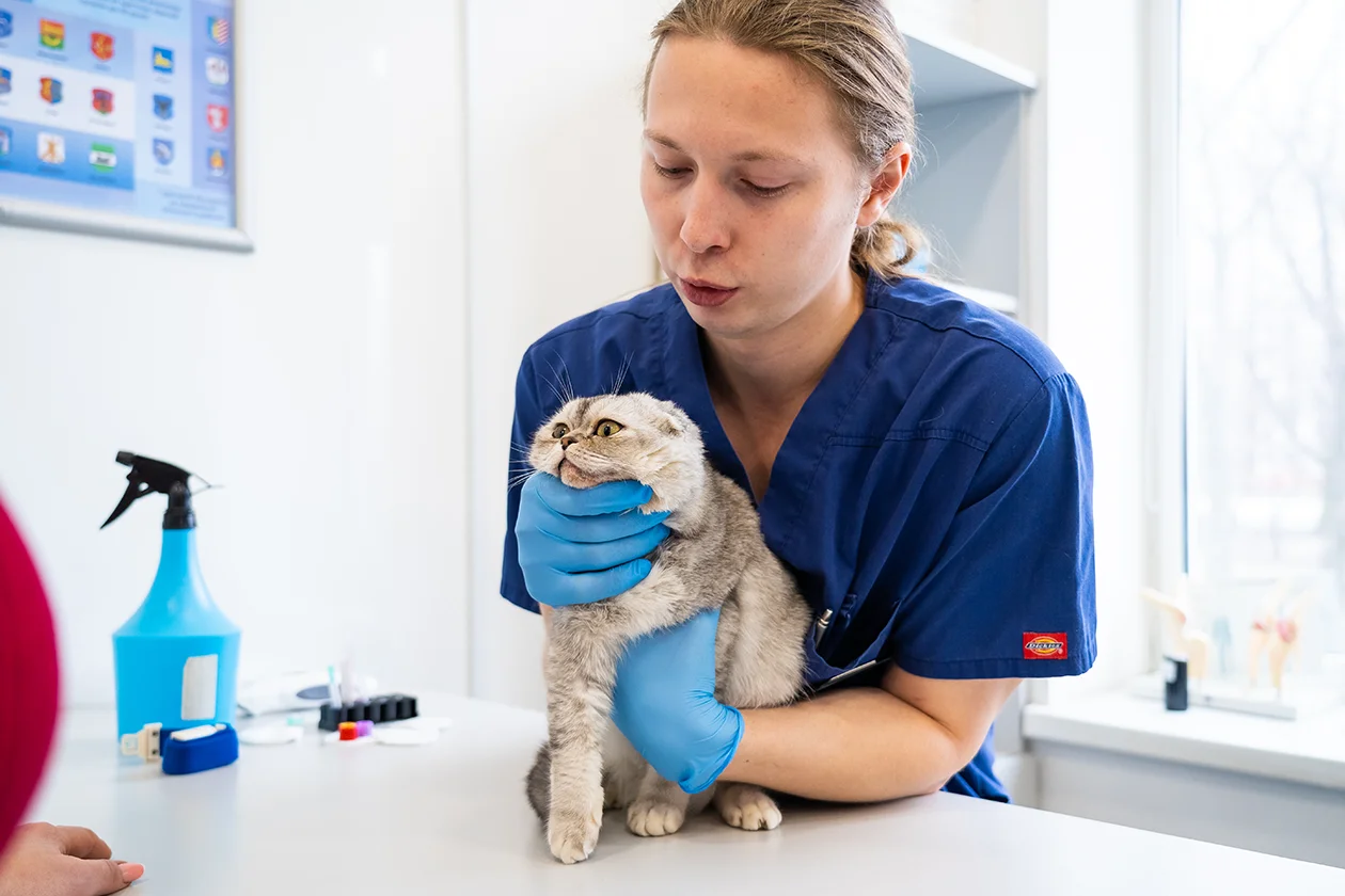 Инфекционный стационар для животных