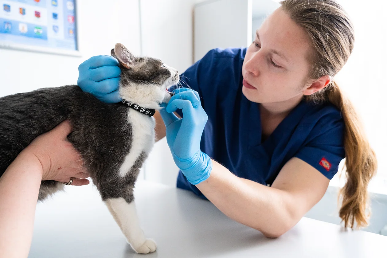 Инфекционный стационар для животных