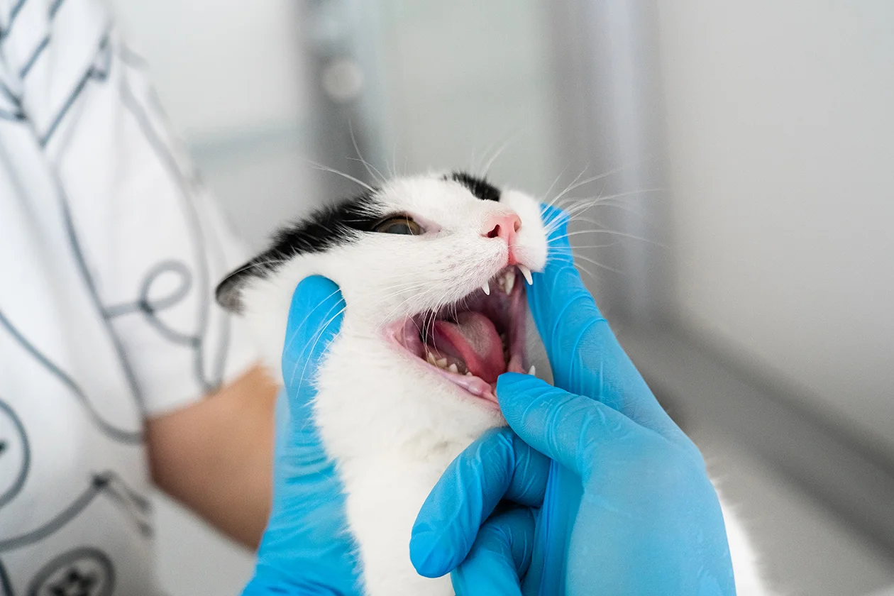 дерматолог Руслан Кочкин