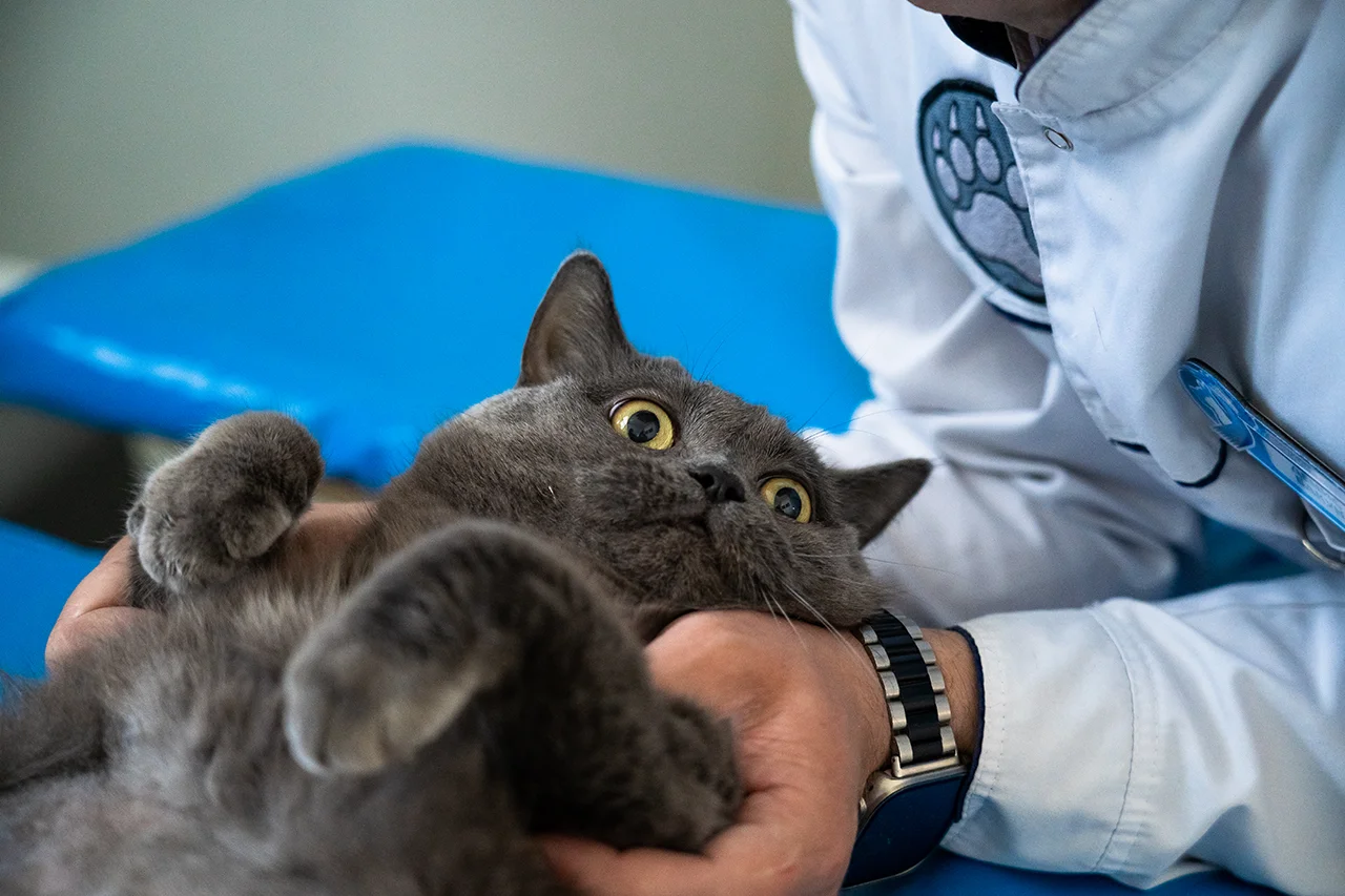 МКБ у котов и собак