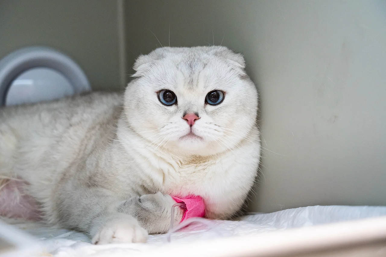 МКБ у котов и собак