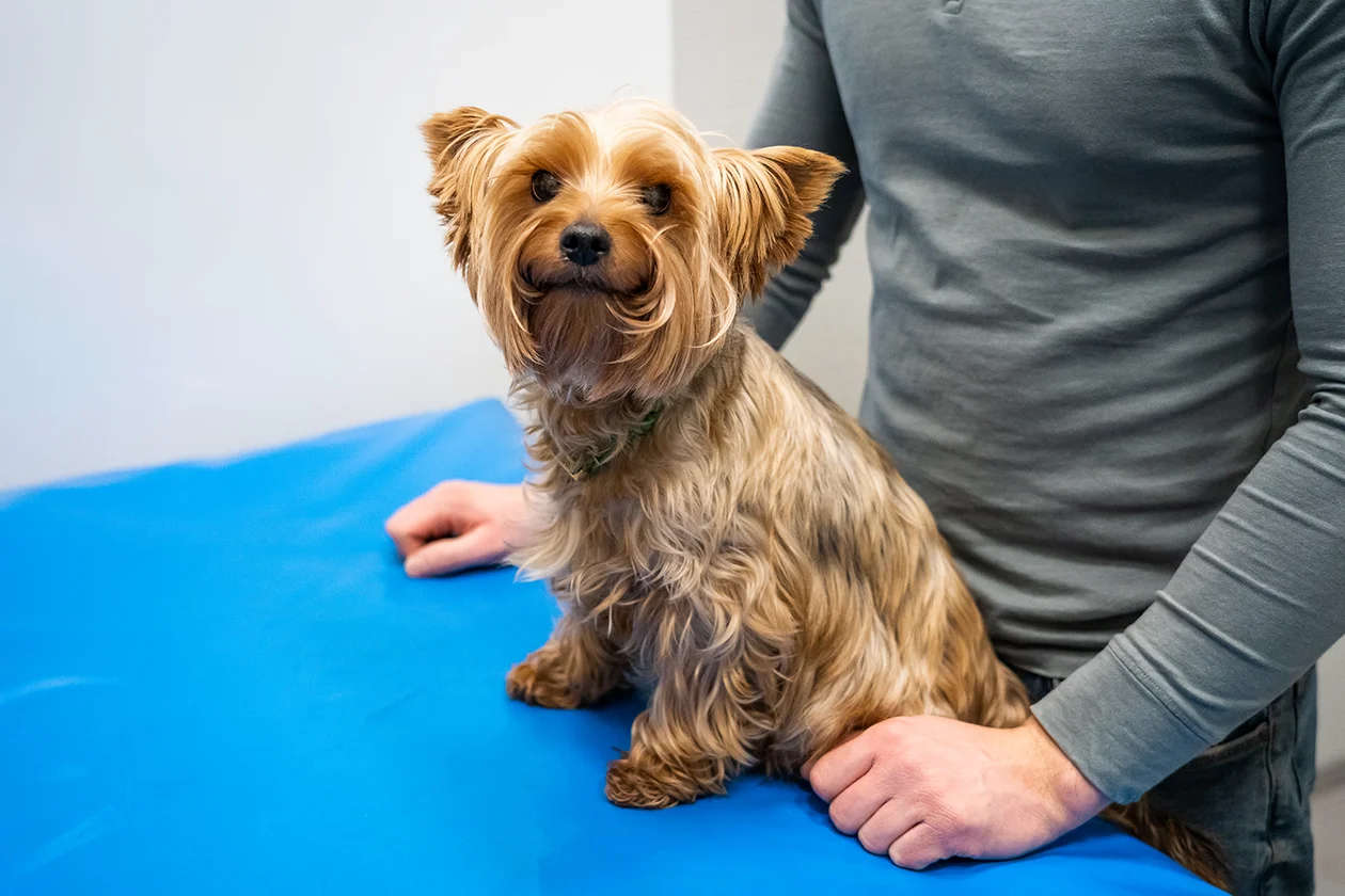 Невролог для животных