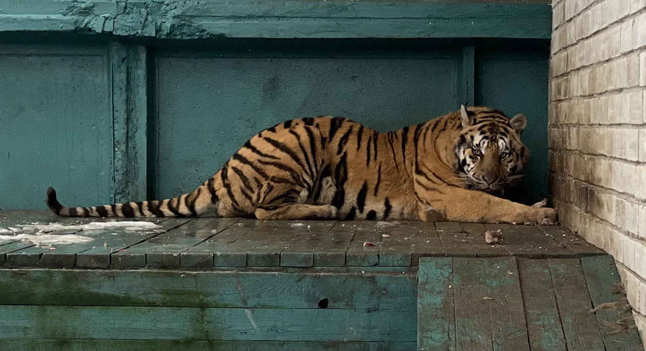 ветеринарный диетолог