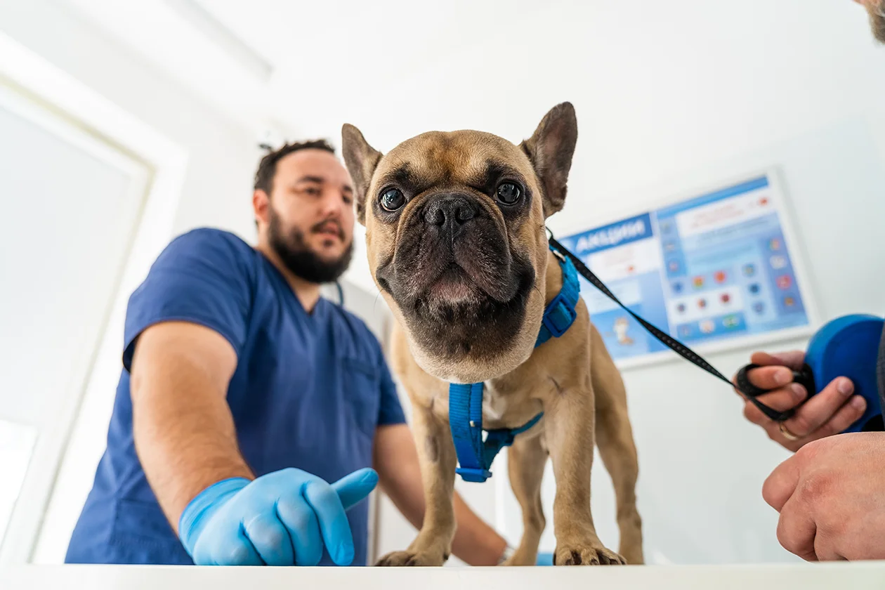 ветеринарный ортопед